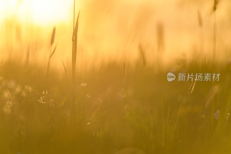 蛇头贝母(Fritillaria meleagris)在一个美丽的春天夕阳草场上